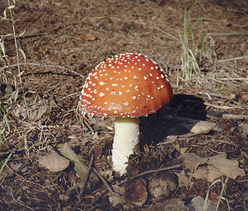 Toadstool - smaller format