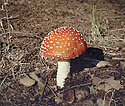 Toadstool - main link