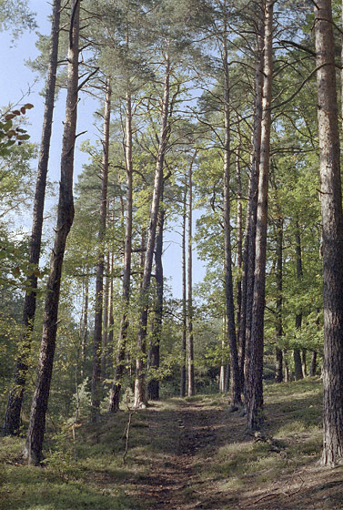 Footpath - smaller format