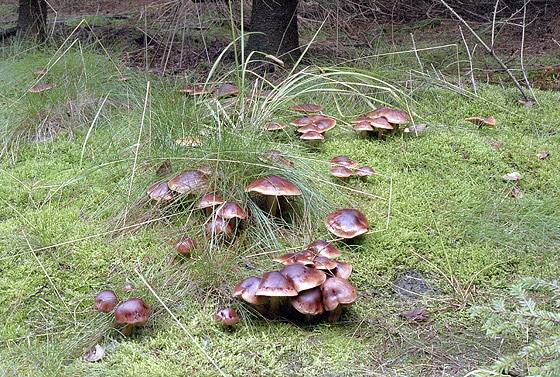 Blewits - smaller format