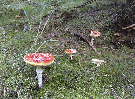 Toadstools - smaller format