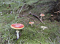 Toadstools - main link