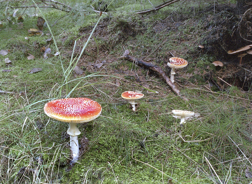 Toadstools - larger format