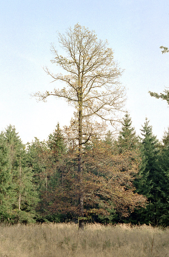 Lesní klenot - větší formát