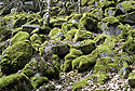 Mossy carpet - main link