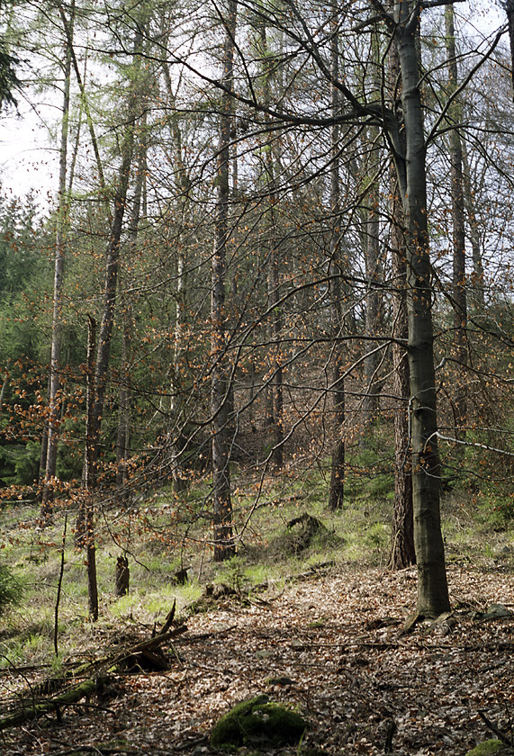 Old leaves - larger format