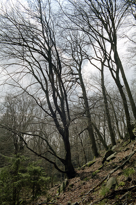 On the hillside - larger format