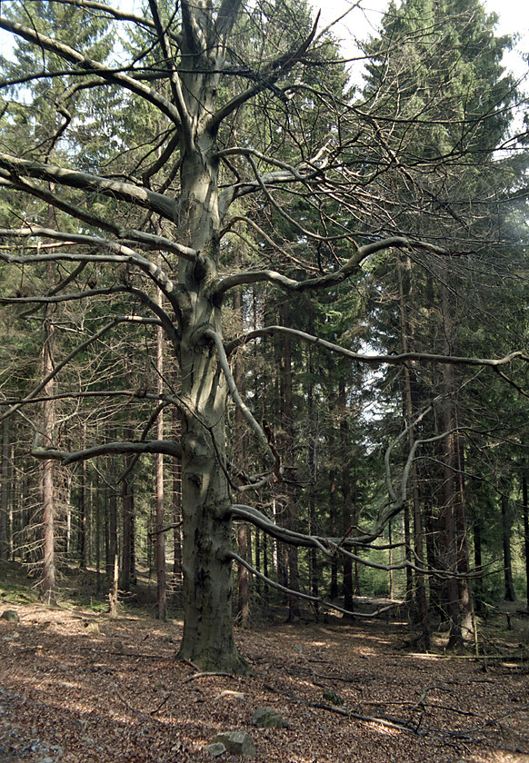 Branches - larger format