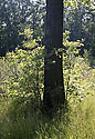 In the oakwook - main link