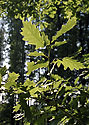 In the oakwook - main link