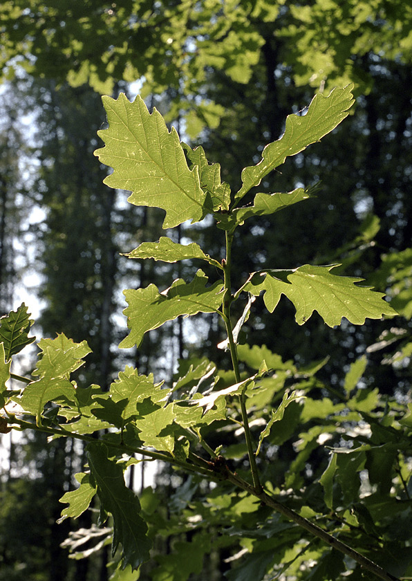 In the oakwook - larger format