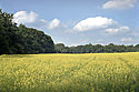 Colza field - main link