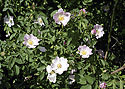 Wild rose - main link