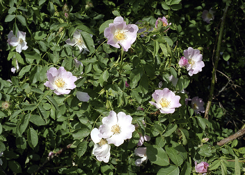 Wild rose - larger format