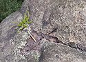 Fulgurite on "Morning Star" pillar - main link