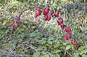 Bramble - main link