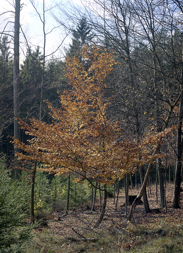 Last leaves - larger format