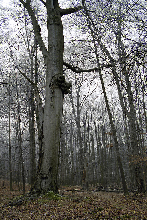 Beeches - larger format