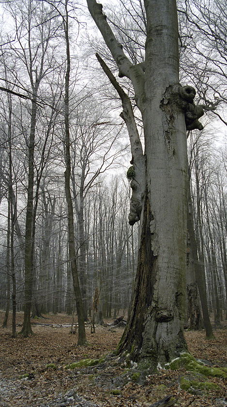 Beeches - larger format