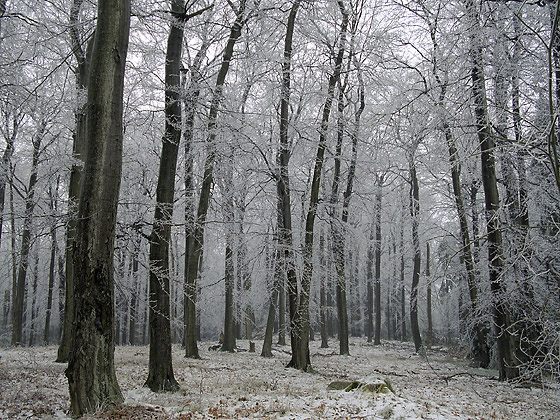Hoarfrost - smaller format