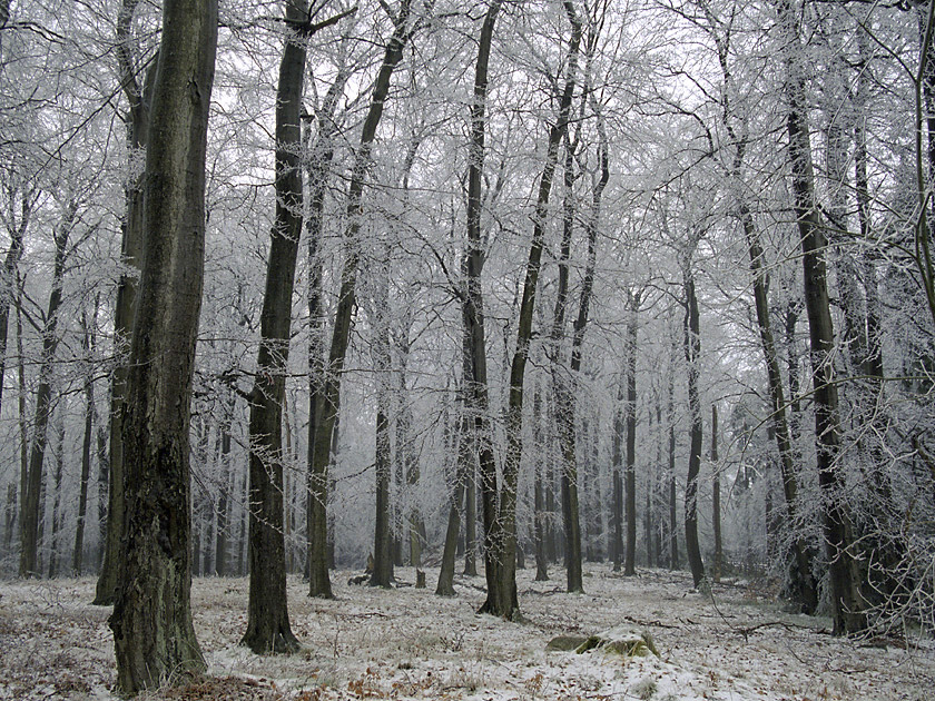 Hoarfrost - larger format