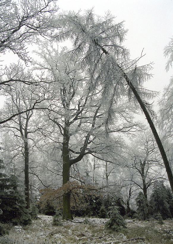 Hoarfrost - larger format