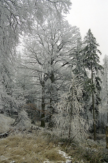 Hoarfrost - smaller format