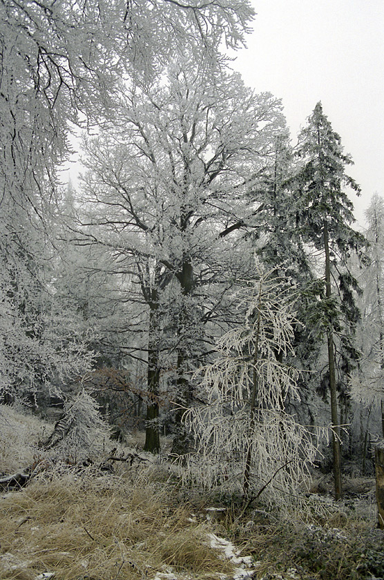 Hoarfrost - larger format