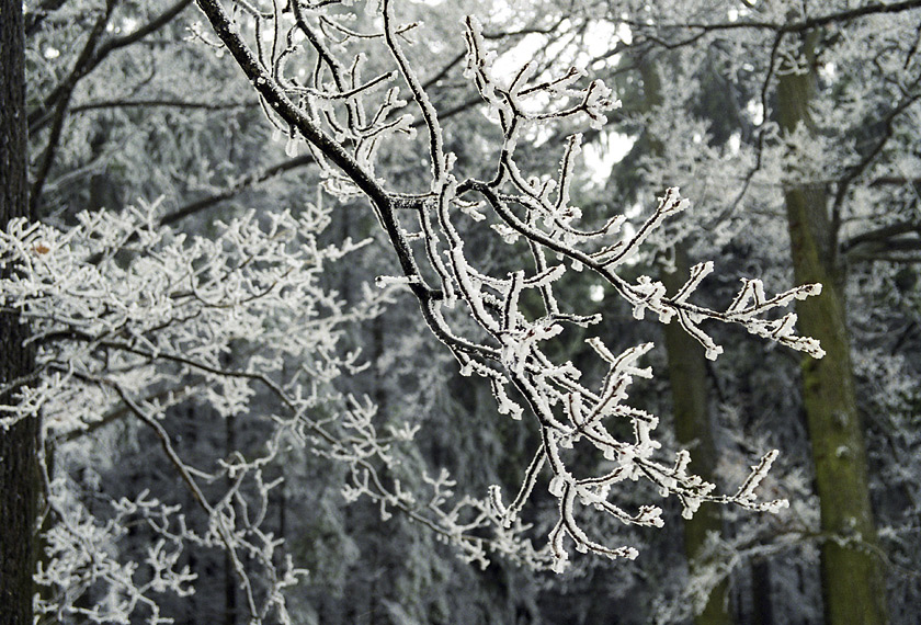 Hoarfrost - larger format