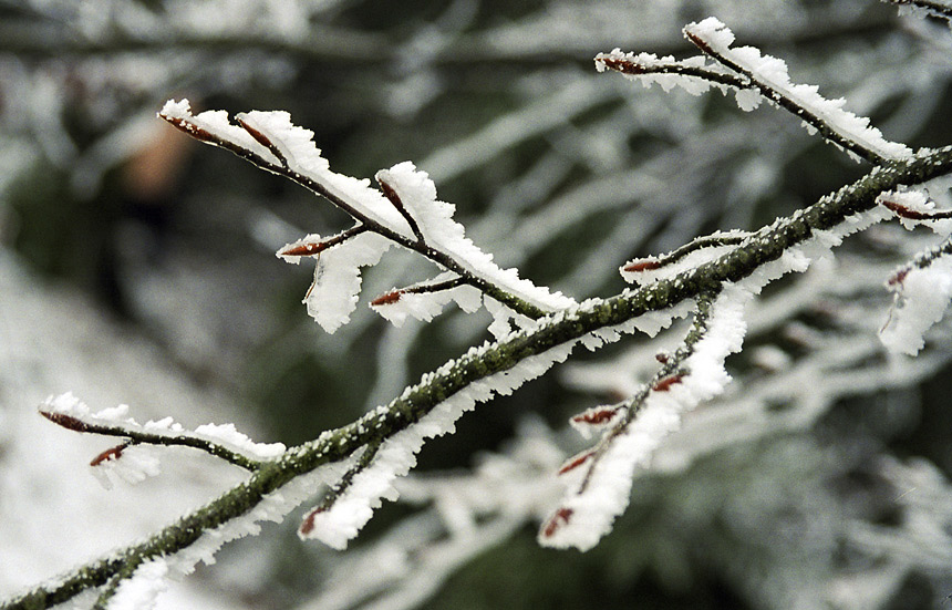 Hoarfrost - larger format