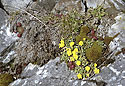 In the "Emperors gorge" - main link