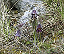 Pasqueflowers - main link