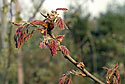 New leafs - main link