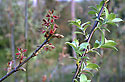 New leafs - main link
