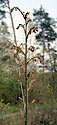 New leafs - main link