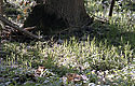 Under the tree - main link