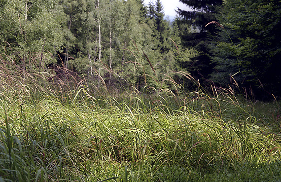 Grasses - smaller format