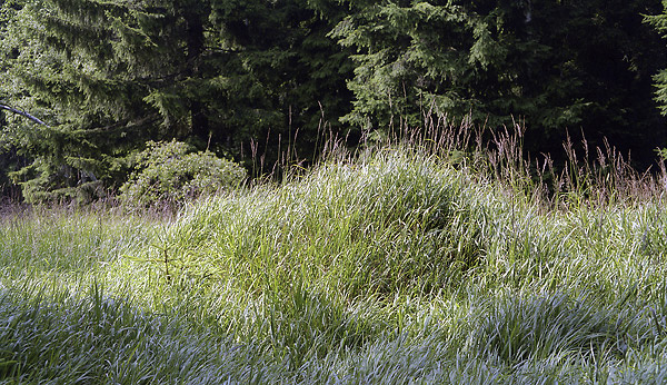 Grasses - smaller format