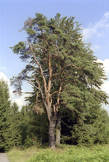 Pine - smaller format