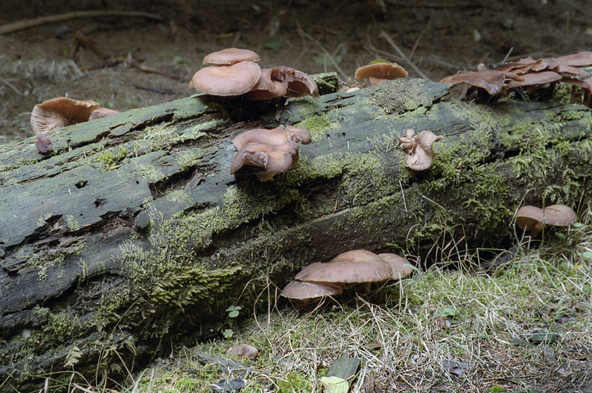 Mushrooms - larger format