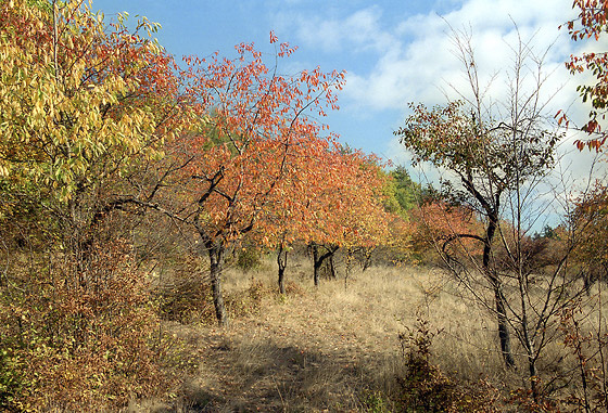 Autumn near "Jince" - smaller format