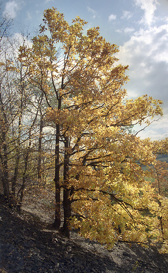 Golden oak - smaller format