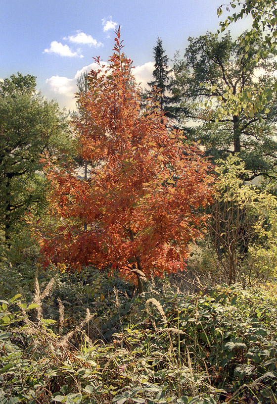Red oak - larger format