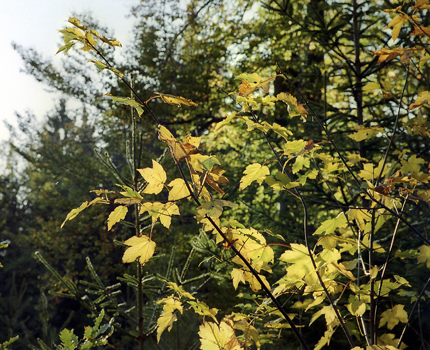 Maple leaves - larger format