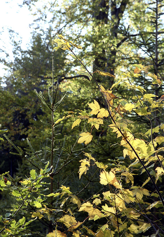 Maple leaves - larger format