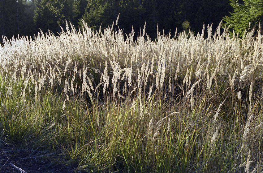 Grass - larger format