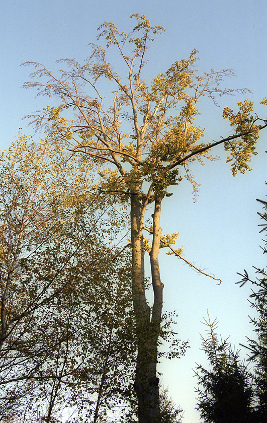 Last rays - larger format