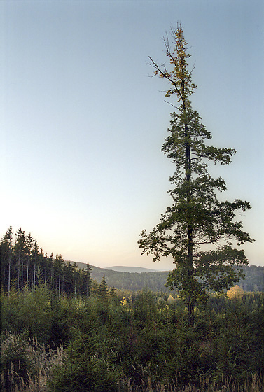 View to "Bald Hill" - smaller format