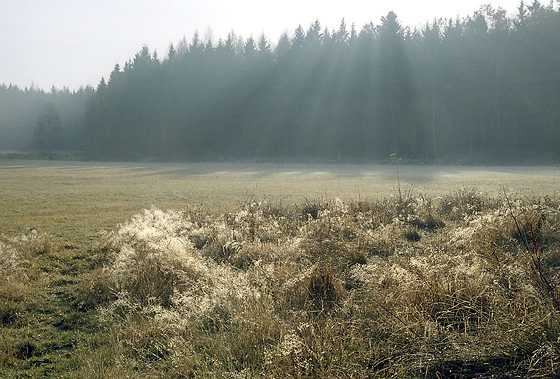 Morning at "Straice" - smaller format