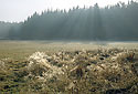 Morning at "Straice" - main link